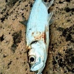 早朝の西表島で太刀魚とターポン