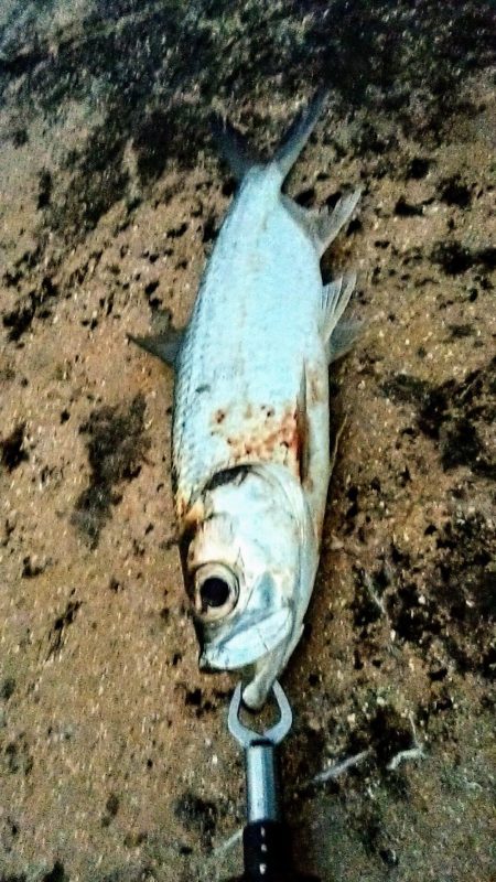 早朝の西表島で太刀魚とターポン