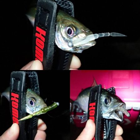 湾奧ジャンボを求めて！