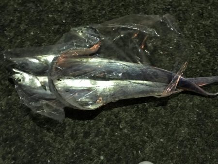 太刀魚2本で撤退