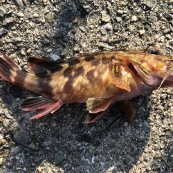 平磯は、風が冷たいです。