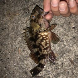 貝塚人工島メバリング