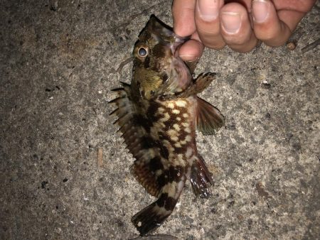 貝塚人工島メバリング