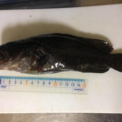 大きいの釣れた