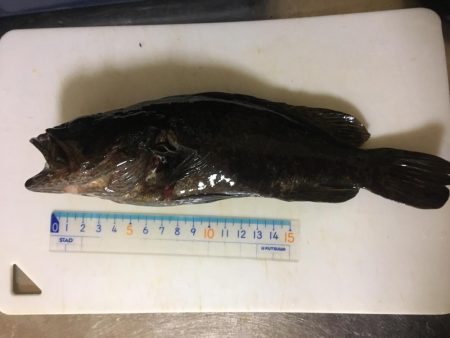 大きいの釣れた