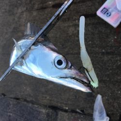 本日もフラップ縛り!!