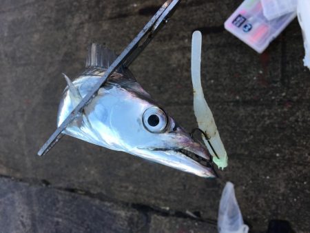 本日もフラップ縛り!!