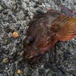 ロックフィッシュ