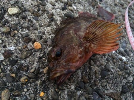 ロックフィッシュ