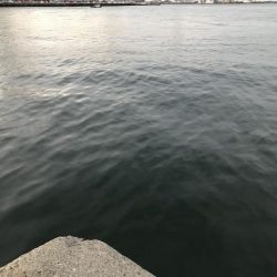 まだまだタチウオいけるかな？