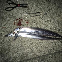 今日はあたりが…