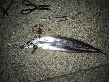 今日はあたりが…