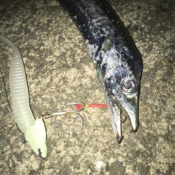 今日も太刀魚狩り