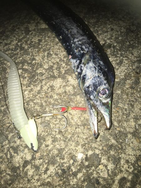 今日も太刀魚狩り