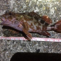 アジングのはずが、、、