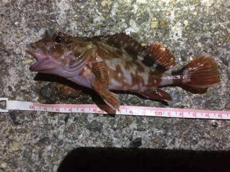 アジングのはずが、、、