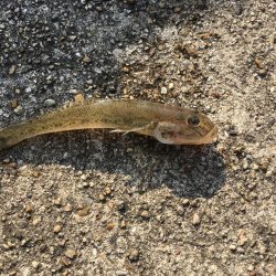 寺津でハゼ、セイゴ