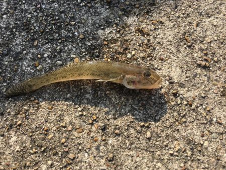 寺津でハゼ、セイゴ