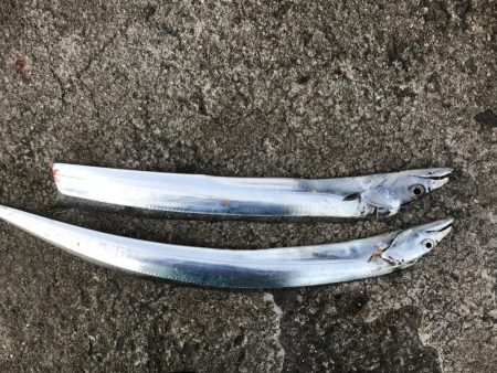 顔だけドラゴン