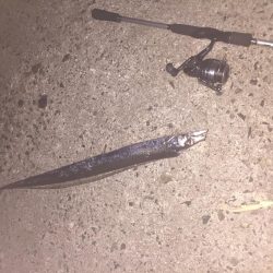 久々にタチウオgetだぜ！