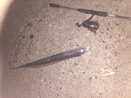 久々にタチウオgetだぜ！