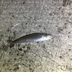 シロギス狙いが。。