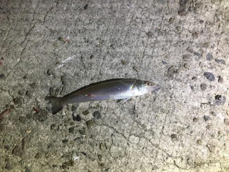 シロギス狙いが。。