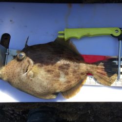 カワハギ投げ釣り