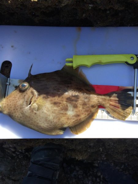 カワハギ投げ釣り