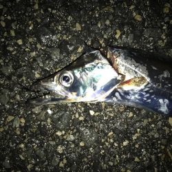 かなりスレて来た感じ?