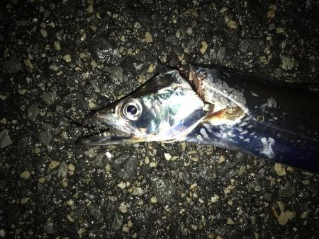 かなりスレて来た感じ?