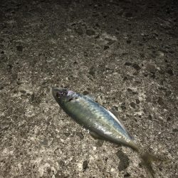 ちょこっと1時間ほど