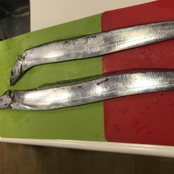 夕まずめタチウオ