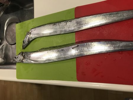 夕まずめタチウオ