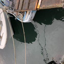 去年の面影なし