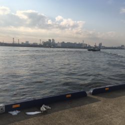 神戸港　小野浜辺りでタチウオ釣れました