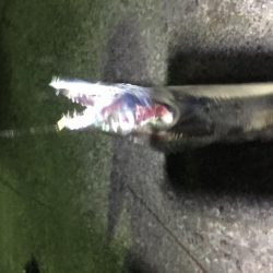 小イワシ泳がせ