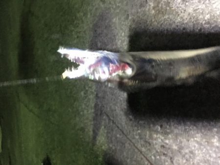 小イワシ泳がせ