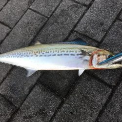 コスモでタチウオ、サゴシ