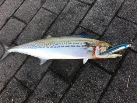 コスモでタチウオ、サゴシ