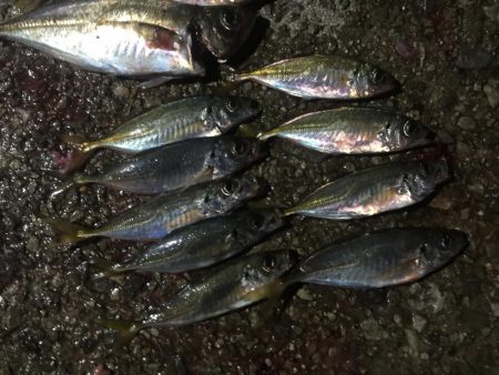 フィッシングダディ