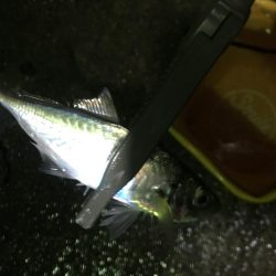 寒さ厳しい夜のアジング