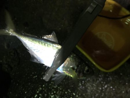 寒さ厳しい夜のアジング