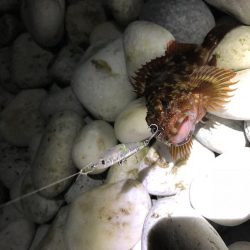 やっぱメバちゃん