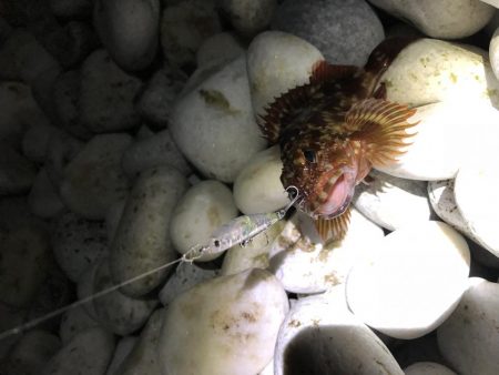 やっぱメバちゃん