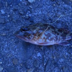 今日は夫婦で！