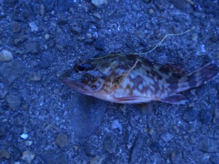 今日は夫婦で！