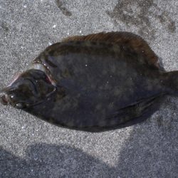 カレイ釣れた！