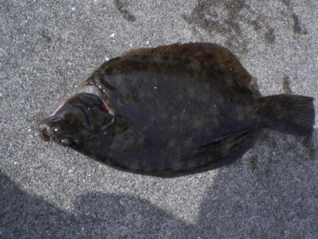 カレイ釣れた！