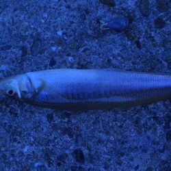 いつものチョイ投げ